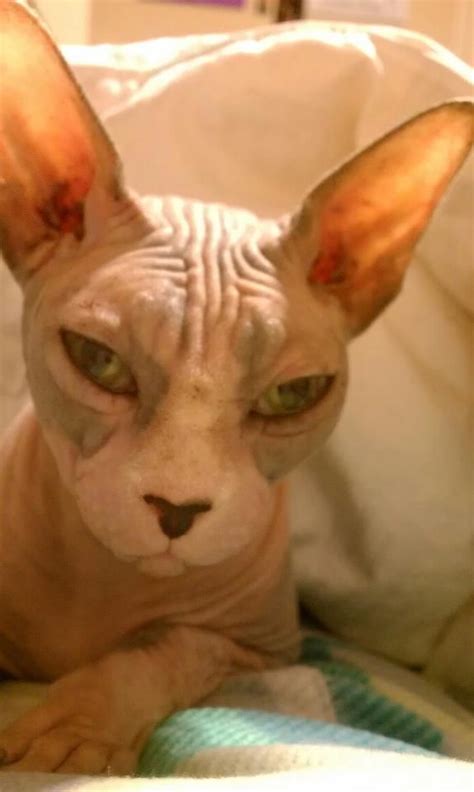 Ugliest Cat Ever Reason Number 1 Why Cats Are Terrifying May I Help You Haters Purrfect
