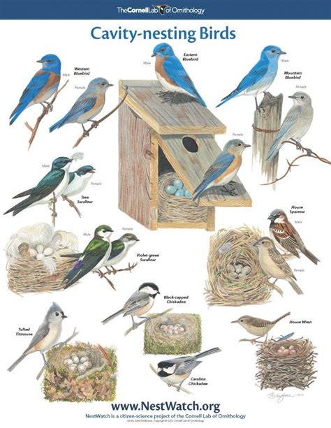 Free Backyard Birds And Hummingbirds Poster Science Backyard Birds