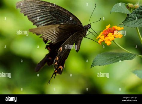 Swallowtail Butterfly Papilionidae Sipping Nectar From Lantana Flower