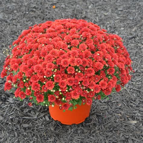Chrysanthemum X Morifolium Aideen Red Fire Garden Mum Eberts