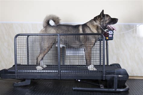 It is made out of carbon steel, to maximize the machine's performance and enables the folding mechanism. Is a treadmill right for your dog?