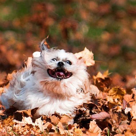 28 Dogs Freaking Out About Autumn Leaves Funny Animal Pictures Funny