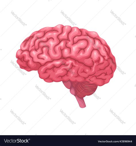 Human Brain Isolated Anatomy Organ Of Nervous Vector Image