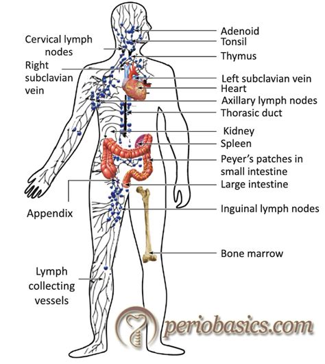 Lymphatic Vessels And Lymph Nodes