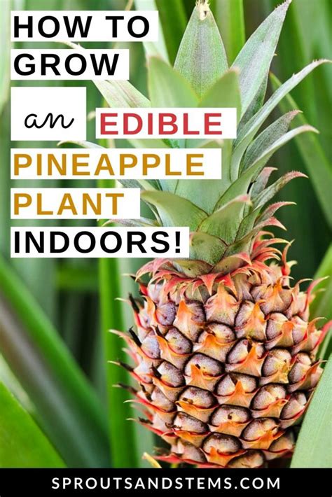 Pineapple Plant Care And Propagation Indoors Sprouts And Stems
