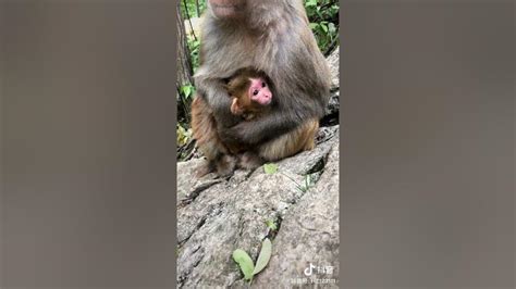 Adorable Baby Monkeys 🙊 Monkey Lyly 😍 Tik Tok Animals120 Youtube