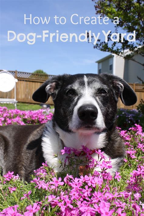 If the soil allows it, you can dig the steps but you can also build it above ground. Best Ground Cover For Dogs: Dog-Friendly Backyard ...
