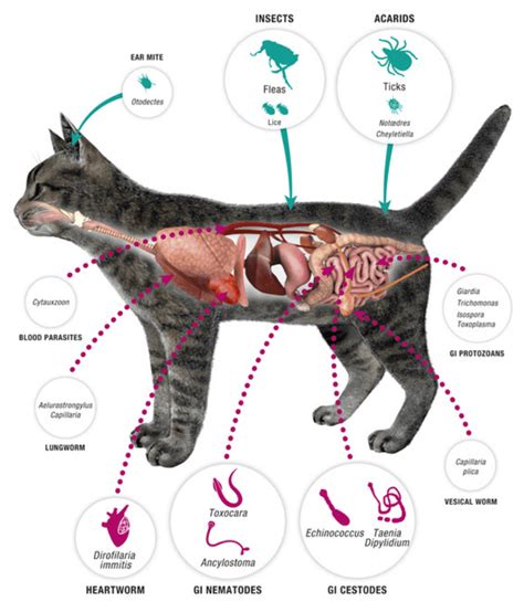 猫炎性肠炎 Ibd病因复杂、诊断困难、难以治愈！猫咪