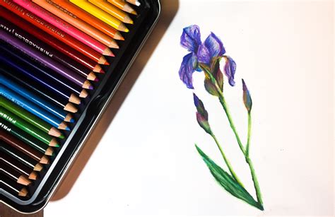 Let's answer then, how long do colored pencils last? Daily Doodle | Iris Colored Pencil Drawing - THAT ART TEACHER