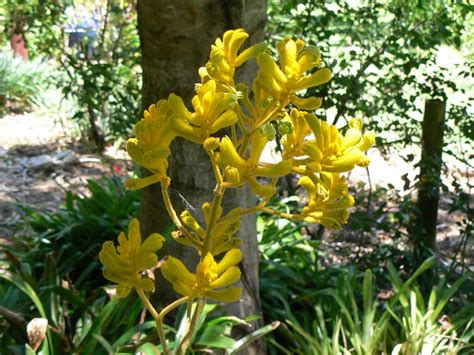 Australian Haemodoraceae