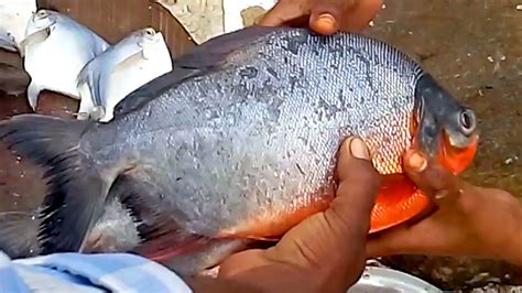 Find here details of companies selling pomfret fish, for your purchase requirements. Fastest Cutting Fish | Big Pomfret Fish Cutting | Red ...