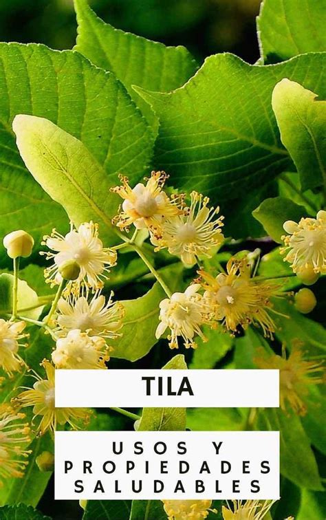 Propiedades Beneficios Y Usos Medicinales De La Tila Plantas Aromaticas Y Medicinales