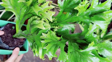 Know Everything About Climbing Birds Nest Fern How To Grow And Care