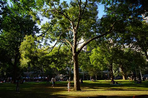 A Tree Grows In Madison Square Jeffrey Zeldman Flickr