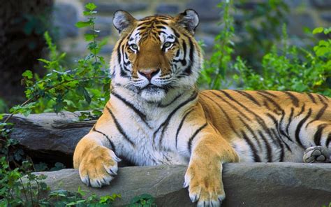 Tiger Animals Wallpapers Hd Desktop And Mobile Backgrounds