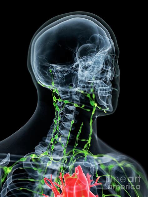 Lymphatic System Of The Neck Photograph By Sebastian Kaulitzki Science