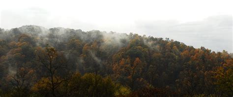 Fog On Trees Gary Flickr