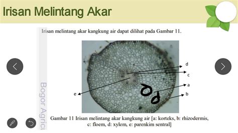 Profilling Anatomi Organ Tumbuhan Kangkung Air Ipomoea Aquatica Youtube