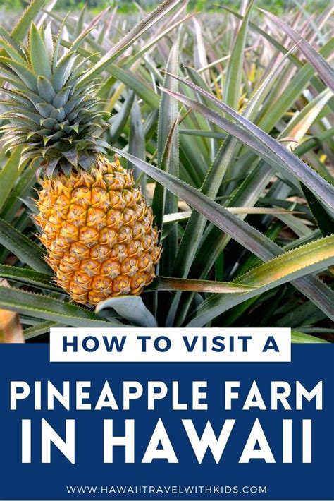 How To Visit A Hawaii Pineapple Farm 2023