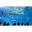 Get To Know Istanbul Aquarium The Best Of Its Kind  Move 2 Turkey