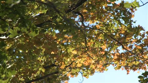 Rustling Leaves In The Wind Stock Footage Video 1066759 Shutterstock