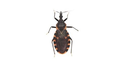 Kissing Bugs Chagas Disease Discovered For First Time In Nebraska
