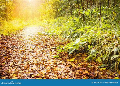Path In Sunny Forest Autumn Stock Image Image Of Orange Environment