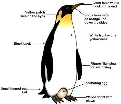 Natural Selection And Evolution Emperor Penguin Aptenodytes Forsteri