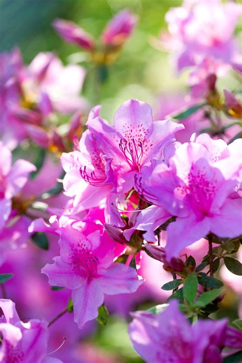 Check spelling or type a new query. 15 Blooming Evergreen Shrubs That Will Add Instant Color ...