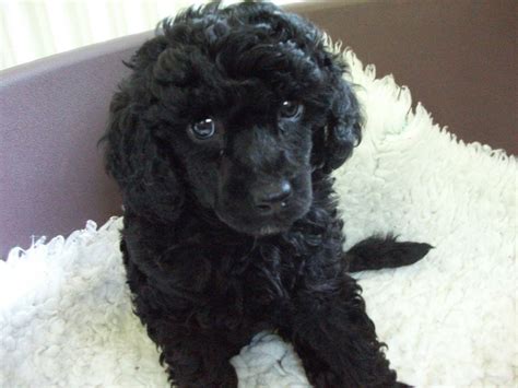Black Miniature Poodle Puppies Picture Dog Breeders Guide