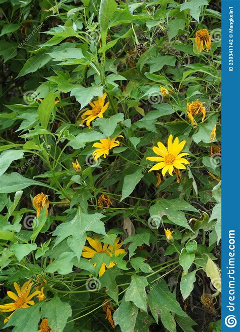 Mexican Sunflower Tithonia Diversifolia With A Natural Background Also