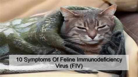 What Is Fiv In Cats Mean Cat Meme Stock Pictures And Photos