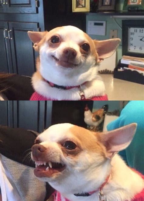 Dog Happy Dog Angry Blank Template Imgflip