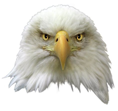 Eagle Head Png Image Png Arts