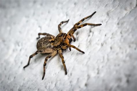 Aranhas De Grama é Venenosa