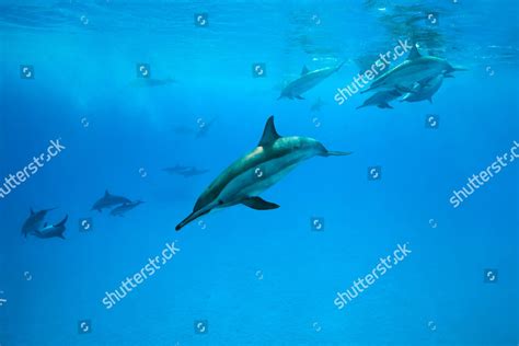 Pod Spinner Dolphins Stenella Longirostris Swim Editorial Stock Photo