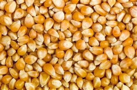 Maize Seeds Export Quality Variety Corn Gluten Meal At Best Price