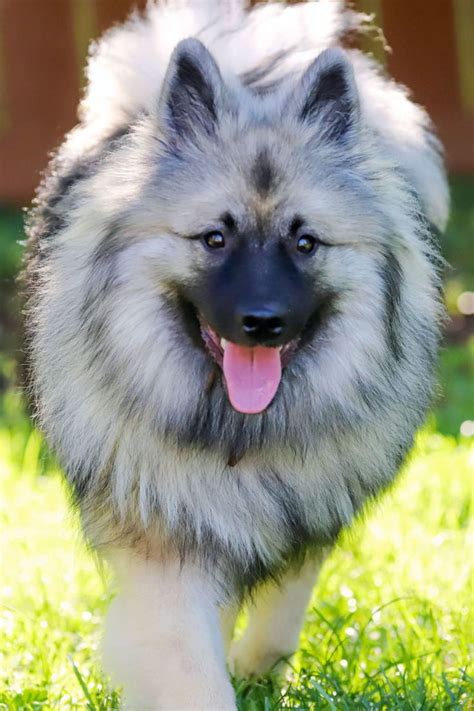 40 Best Medium Sized Dogs Keeshond Dog Unique Dog Breeds Medium