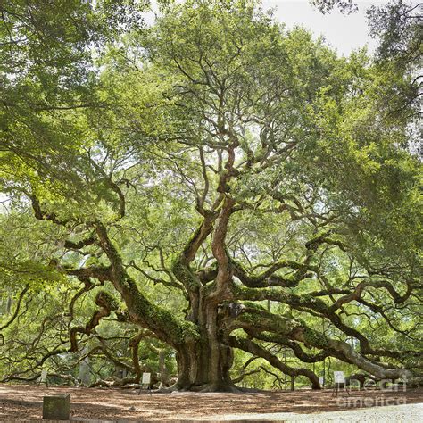 Angel Oak Tree Johns Island 64mp Photograph By Dustin K Ryan Fine Art