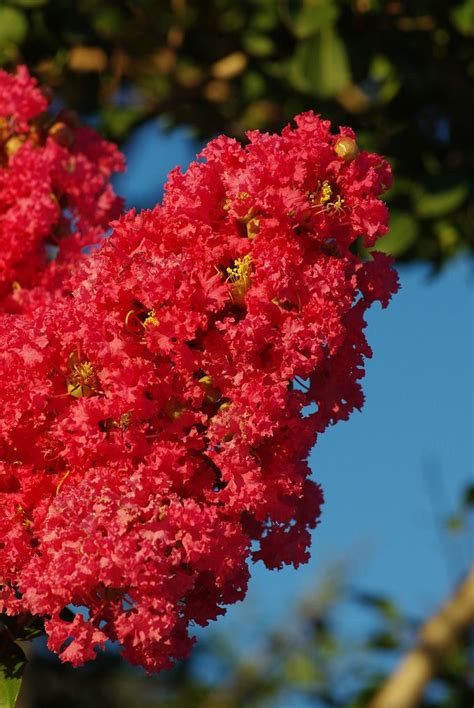 In europe and australia and other countries they use the scientific name. Red crepe myrtle | Flowering trees, Pretty plants ...