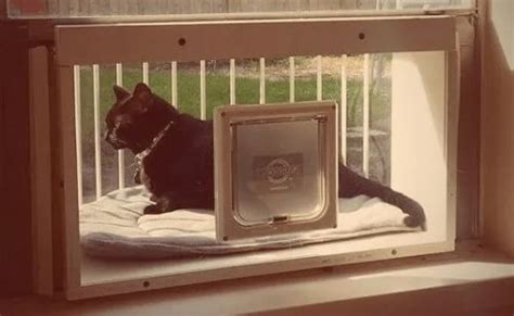 The Plexiglass Back Panel With Door Recommended Cat Solarium The