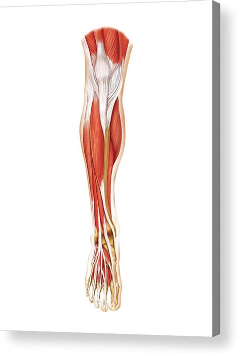 Muscles Of The Leg And Foot Acrylic Print By Asklepios Medical Atlas The Best Porn Website