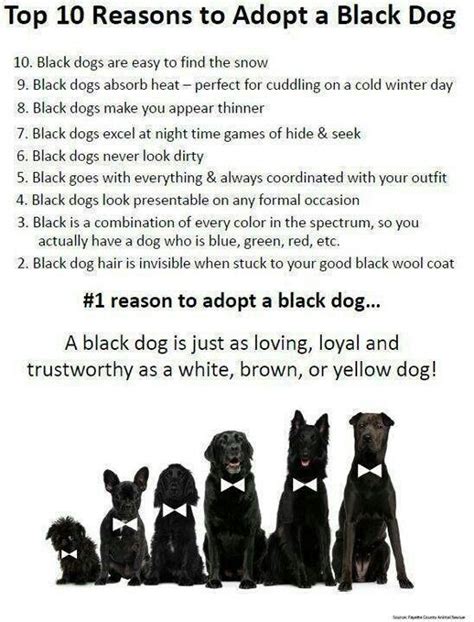 Pin By Super Dog Dad On Quotes And Poems Pets Black Dog Dogs Animals