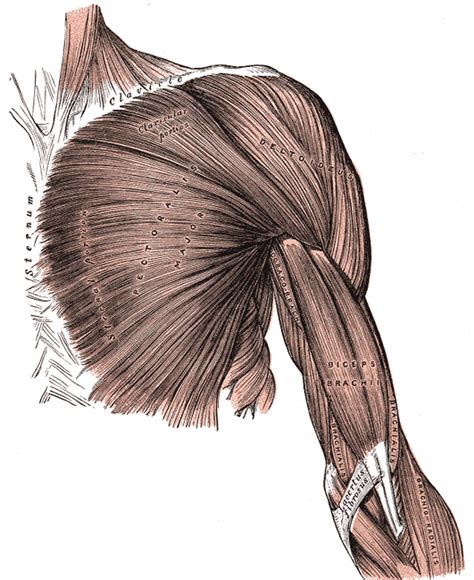 Muscles Of The Upper Limb Boundless Anatomy And Physiology