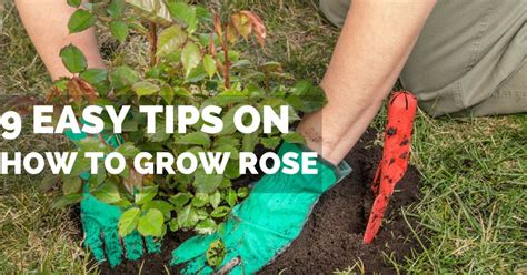 9 Easy Tips On How To Grow Roses