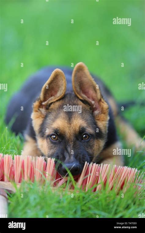 German Shepherd Puppy Stock Photo Alamy