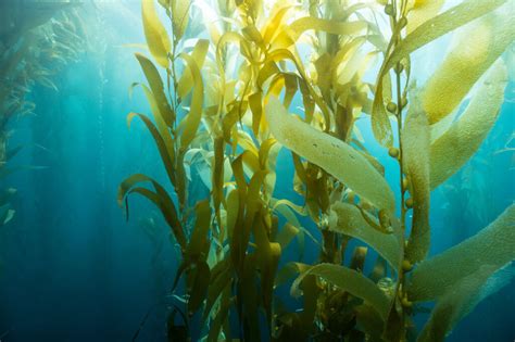 7 Unexpected Ways Seaweed Benefits The Planet Free The Ocean