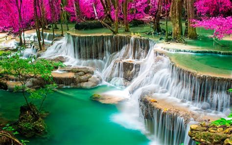 Download Wallpapers Tropical Forest Pink Trees Lake Thailand