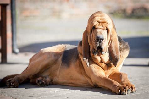 Bloodhound Bil Jac