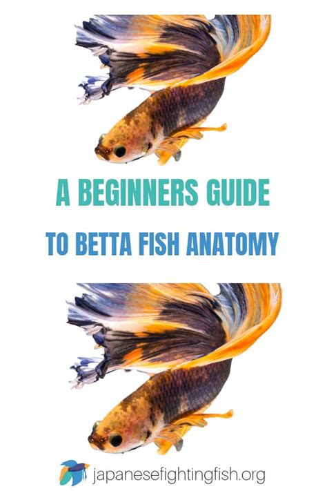 Betta Fish Anatomy Inside And Out Fish Anatomy Betta Betta Fish